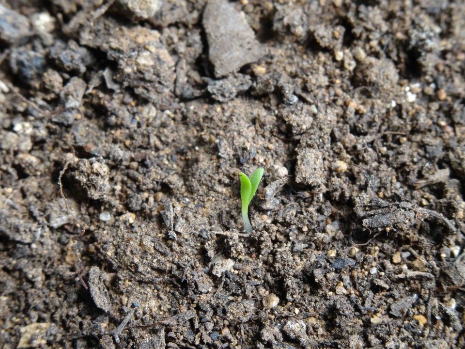 Mon 1er plan de tomates