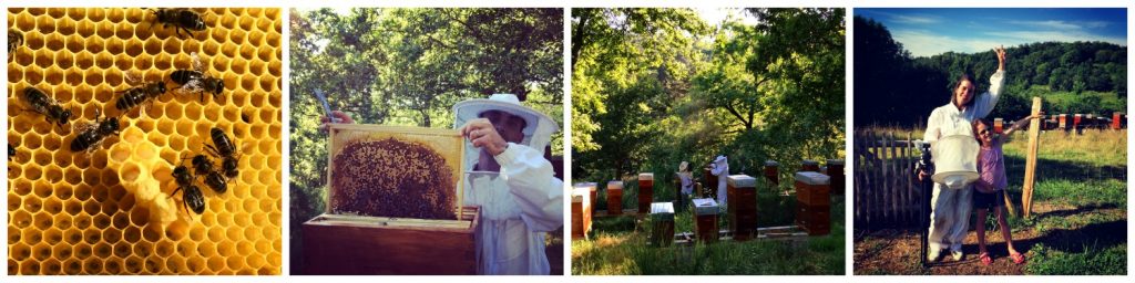 Les_Radis_Collage_Apiculture